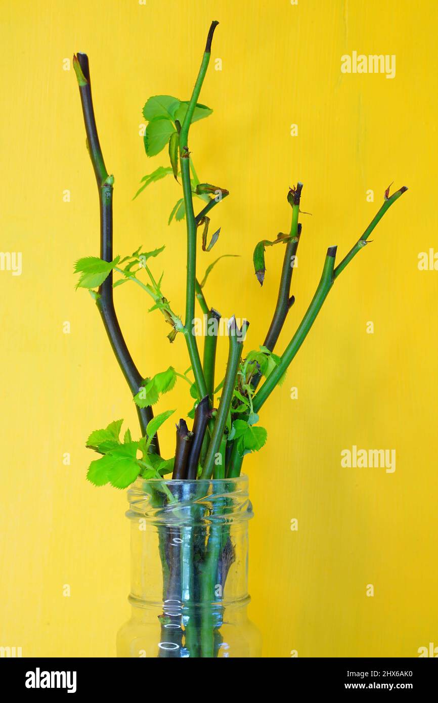 Growing roots from cut rose stems in water Stock Photo Alamy