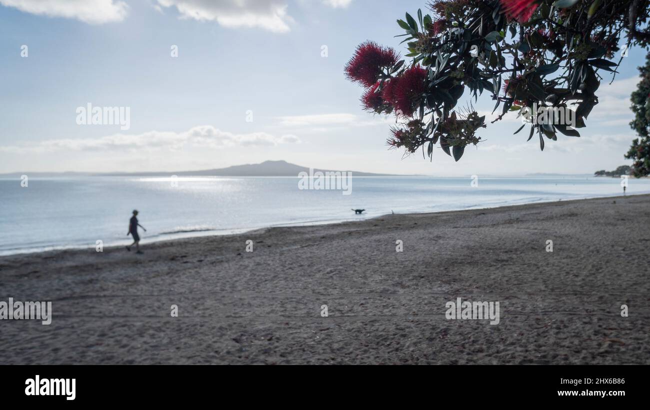 People and dog walking at Milford beach with Pohutukawa tree in bloom, Auckland. Stock Photo