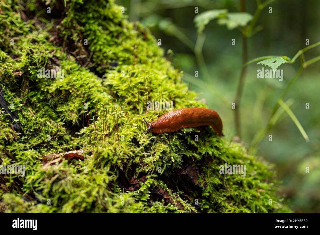Arion rufus hi-res stock photography and images - Alamy