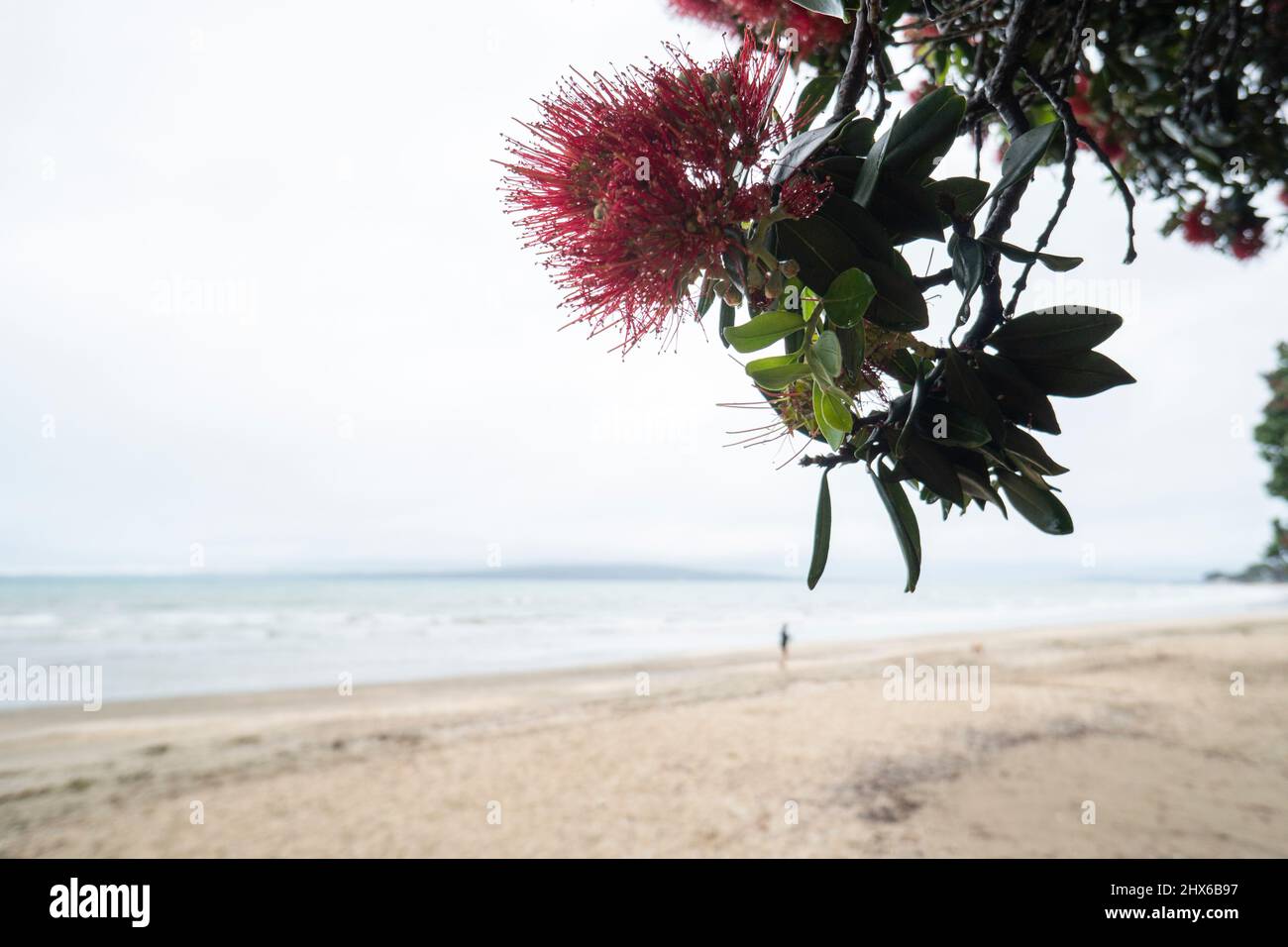 Pohutukawa trees in full bloom with Rangitoto Island in the cloud, Milford Beach, Auckland Stock Photo