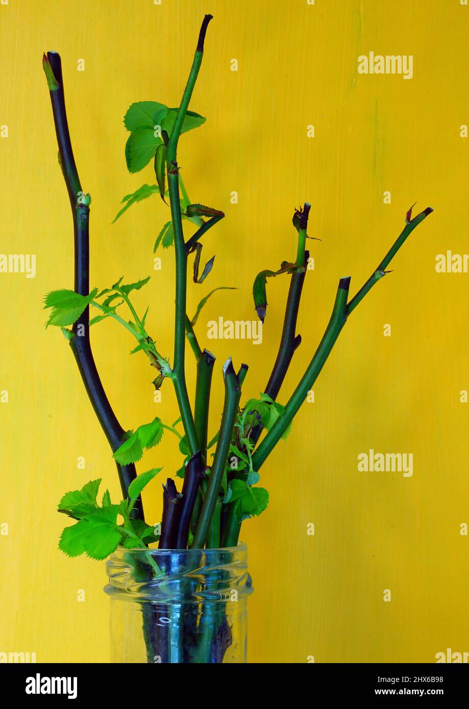 Growing roots from cut rose stems in water Stock Photo Alamy