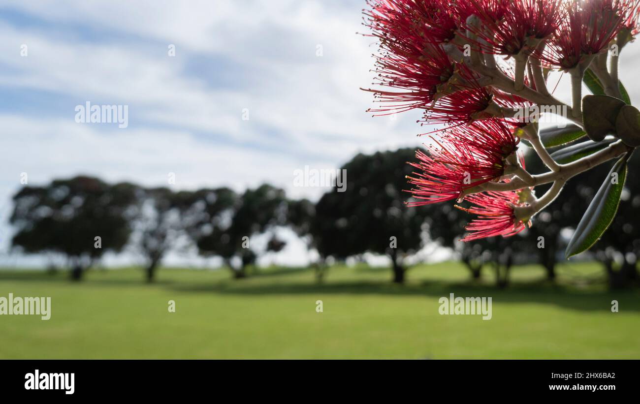 Pohutukawa tree in full bloom in summer at Milford beach reserve. New Zealand Christmas Tree. Stock Photo