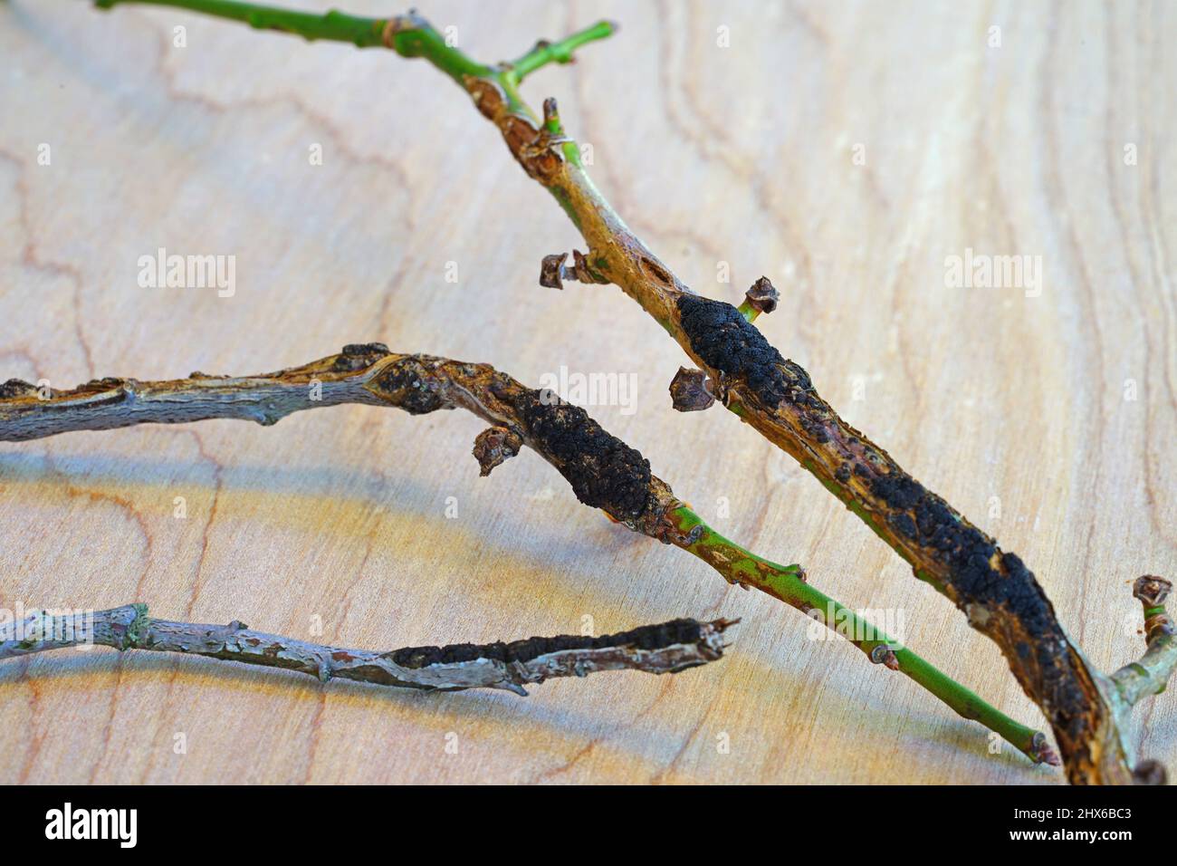 Black knot disease (Apiosporina morbosa) on a Japanese plum tree branch