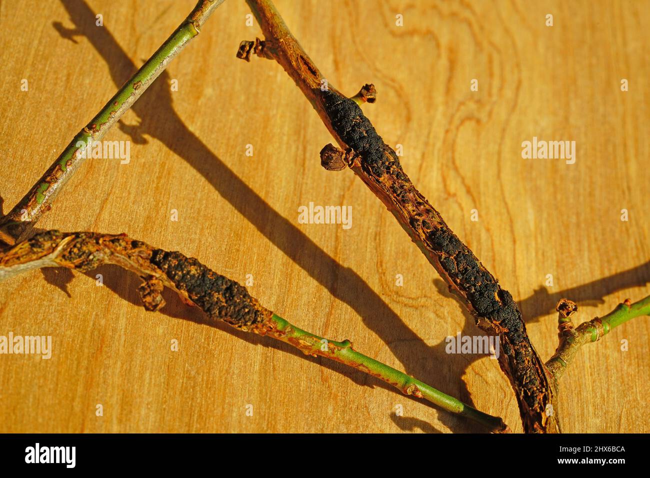 Black knot disease (Apiosporina morbosa) on a Japanese plum tree branch
