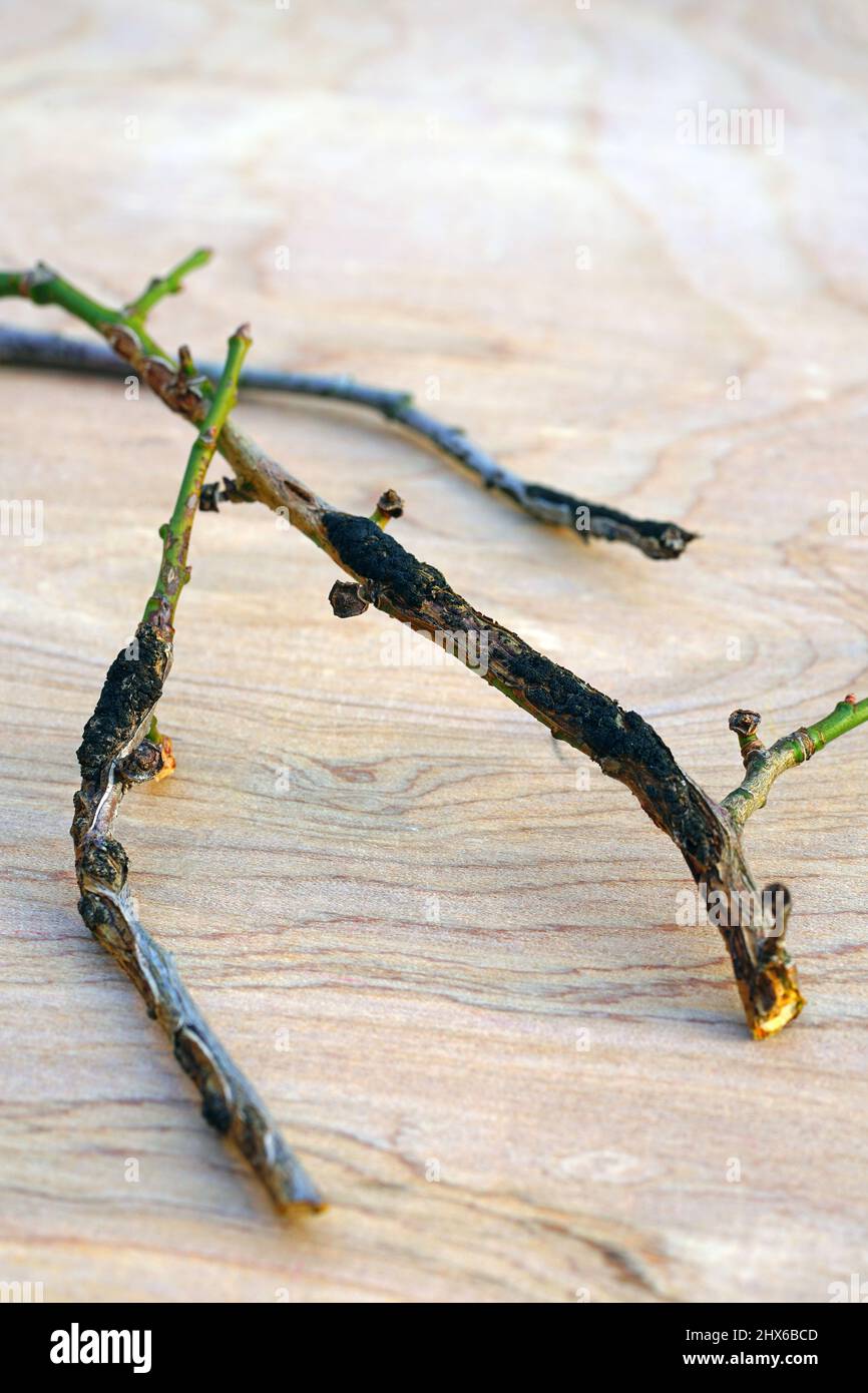 Black knot disease (Apiosporina morbosa) on a Japanese plum tree branch