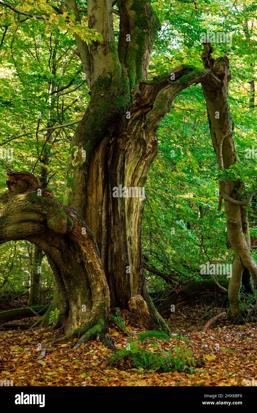 Beech Tree Split Trunk