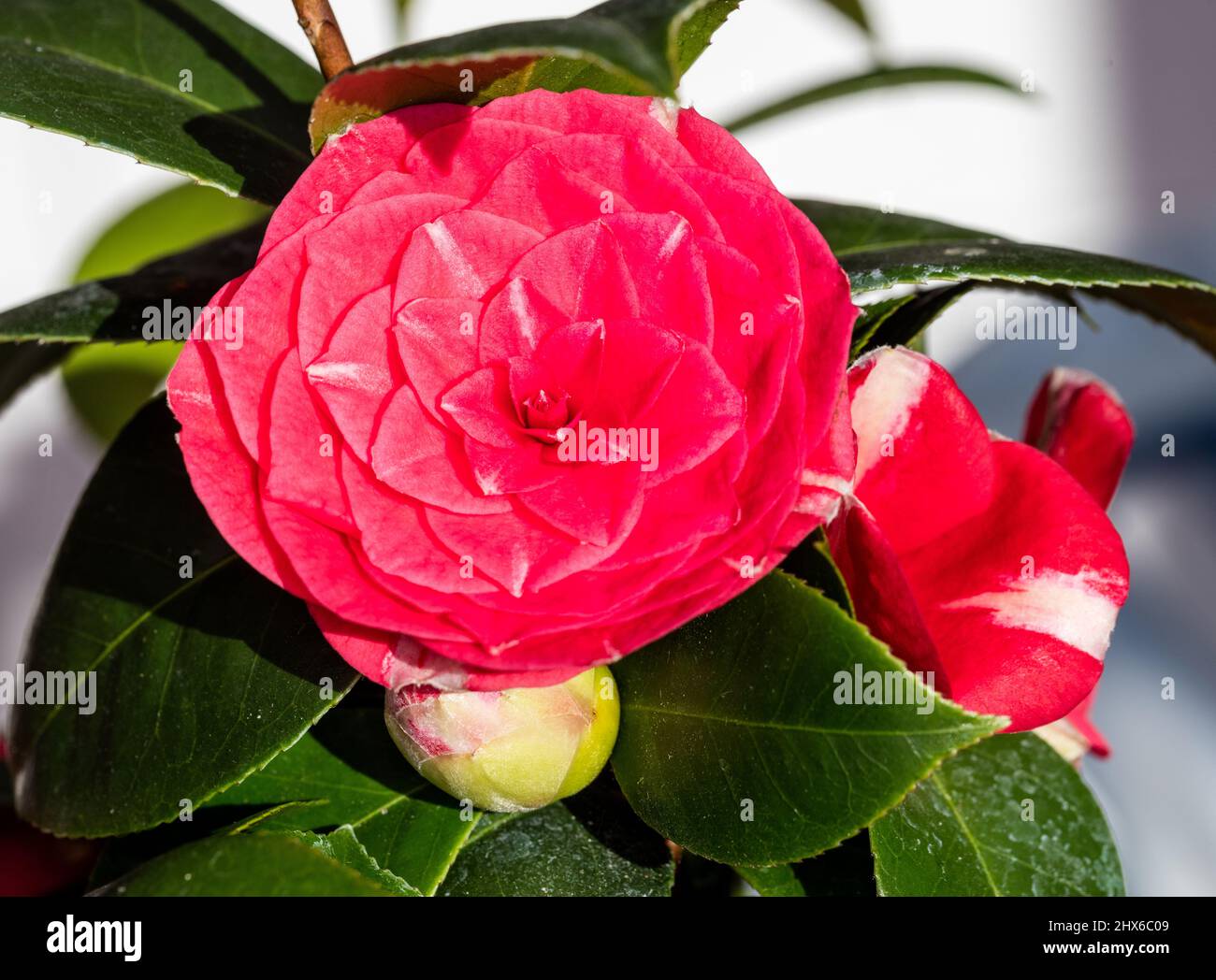 Japanese Camillia, Kamelia (Camellia japonica) Stock Photo