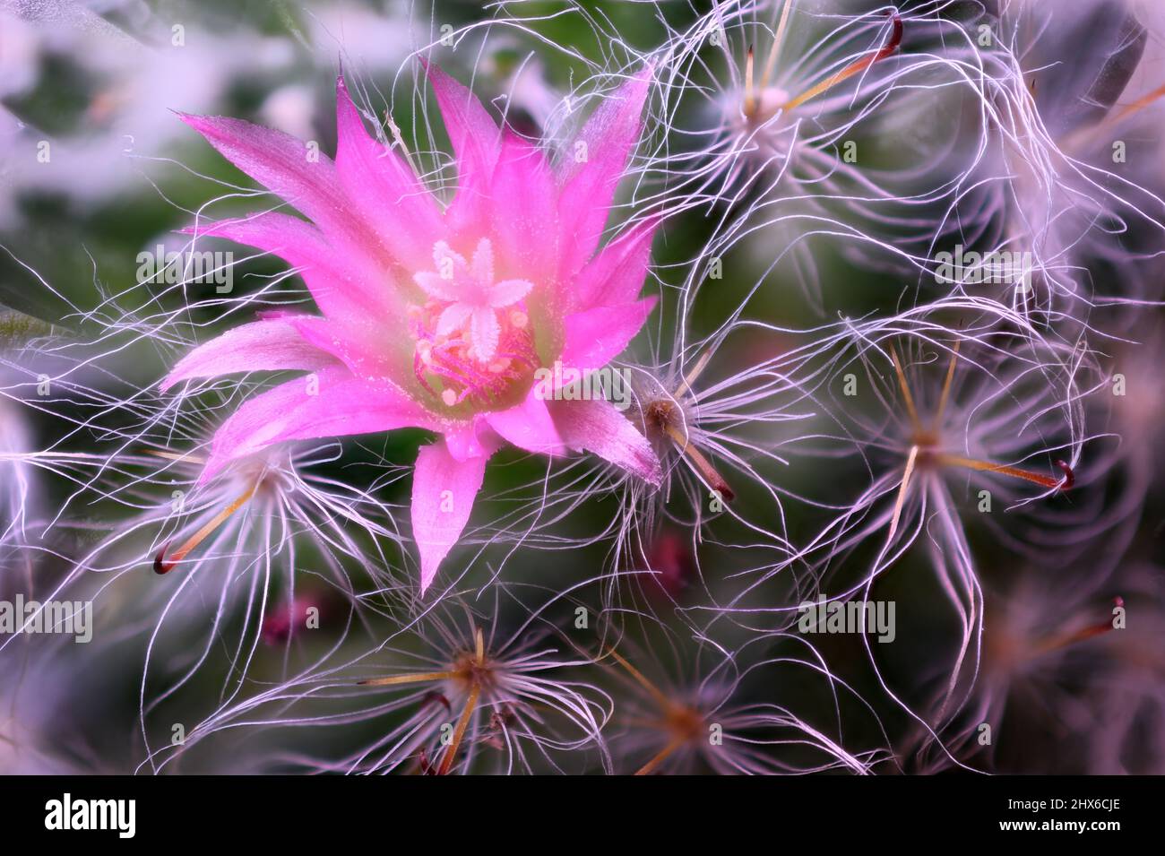 Pink Mammillaria Discolor flower macro photo.  Flowers are funnel-shaped and vary in size and colors can vary from white to yellow, pink and red in co Stock Photo