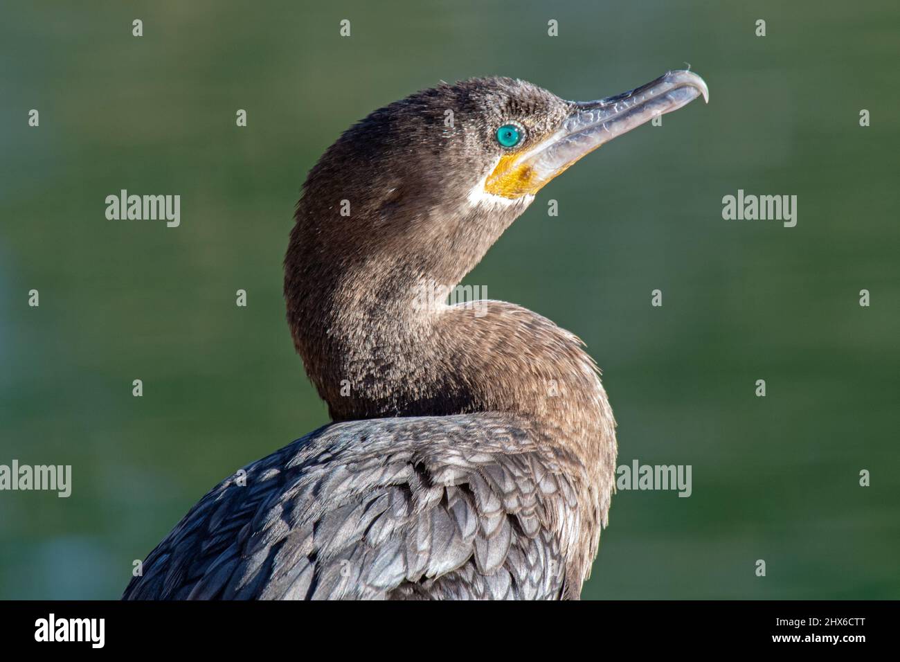 Neotropic Cormorant (Phalacrocorax brasilianus) Stock Photo