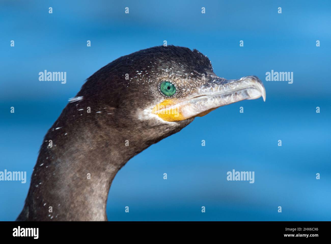 Neotropic Cormorant (Phalacrocorax brasilianus) Stock Photo