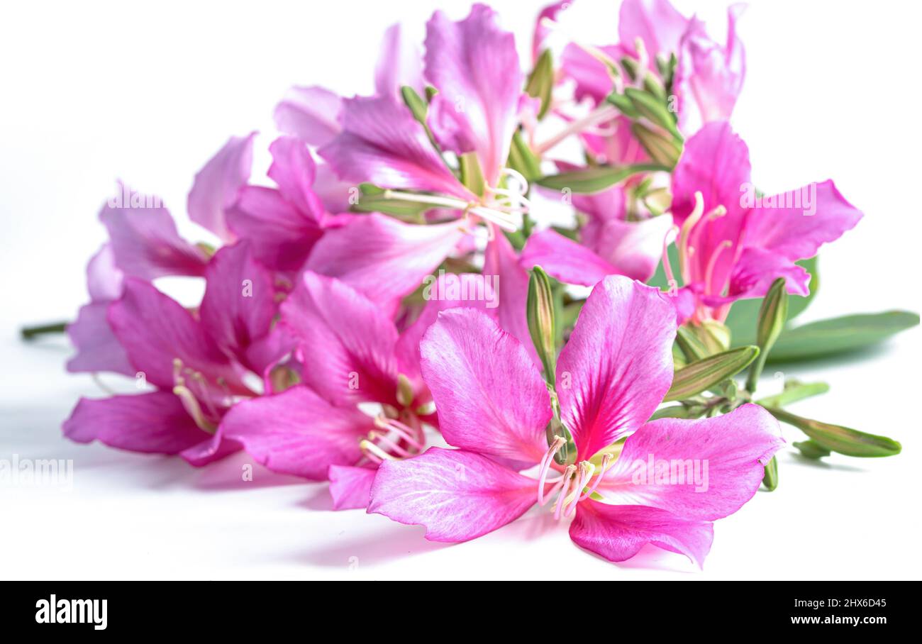 Purple Bauhinia flowers isolated on white background with copy space. Stock Photo