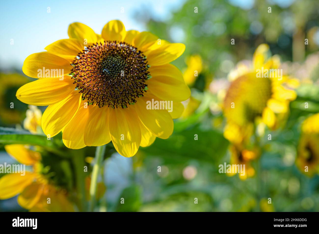 Sunflower fresh agriculture field on sunny day Stock Photo - Alamy