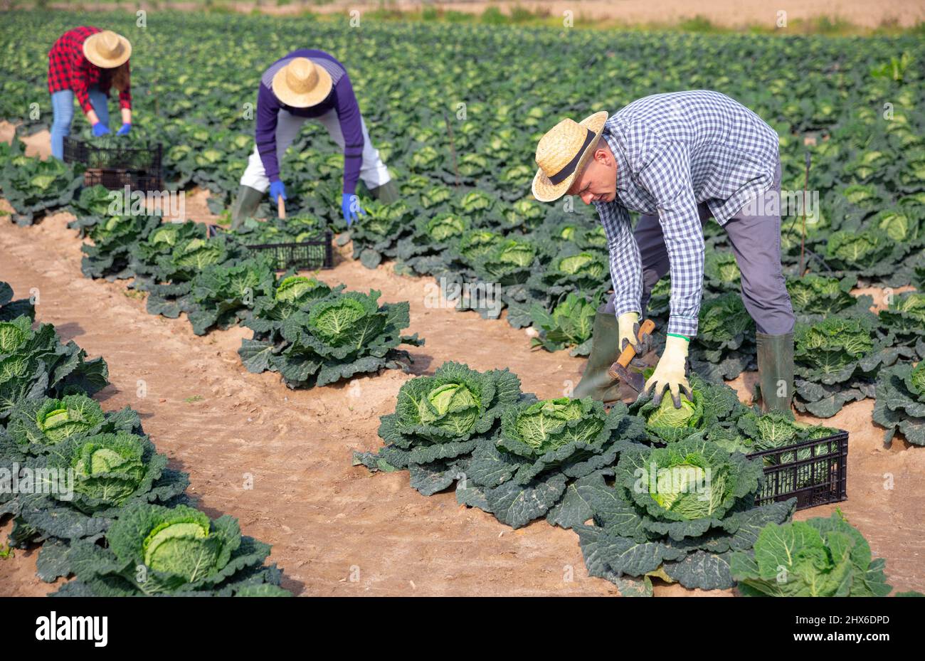 Man harvesting cabbage in farm field Stock Photo Alamy