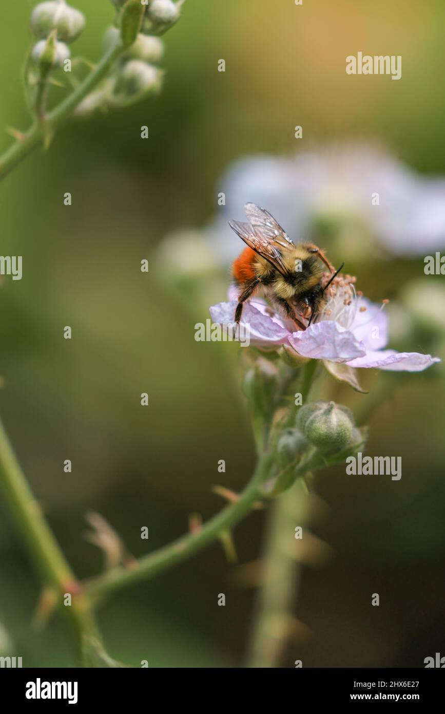 small yellow honeybee on beautiful white blackberry flower pollinating Stock Photo