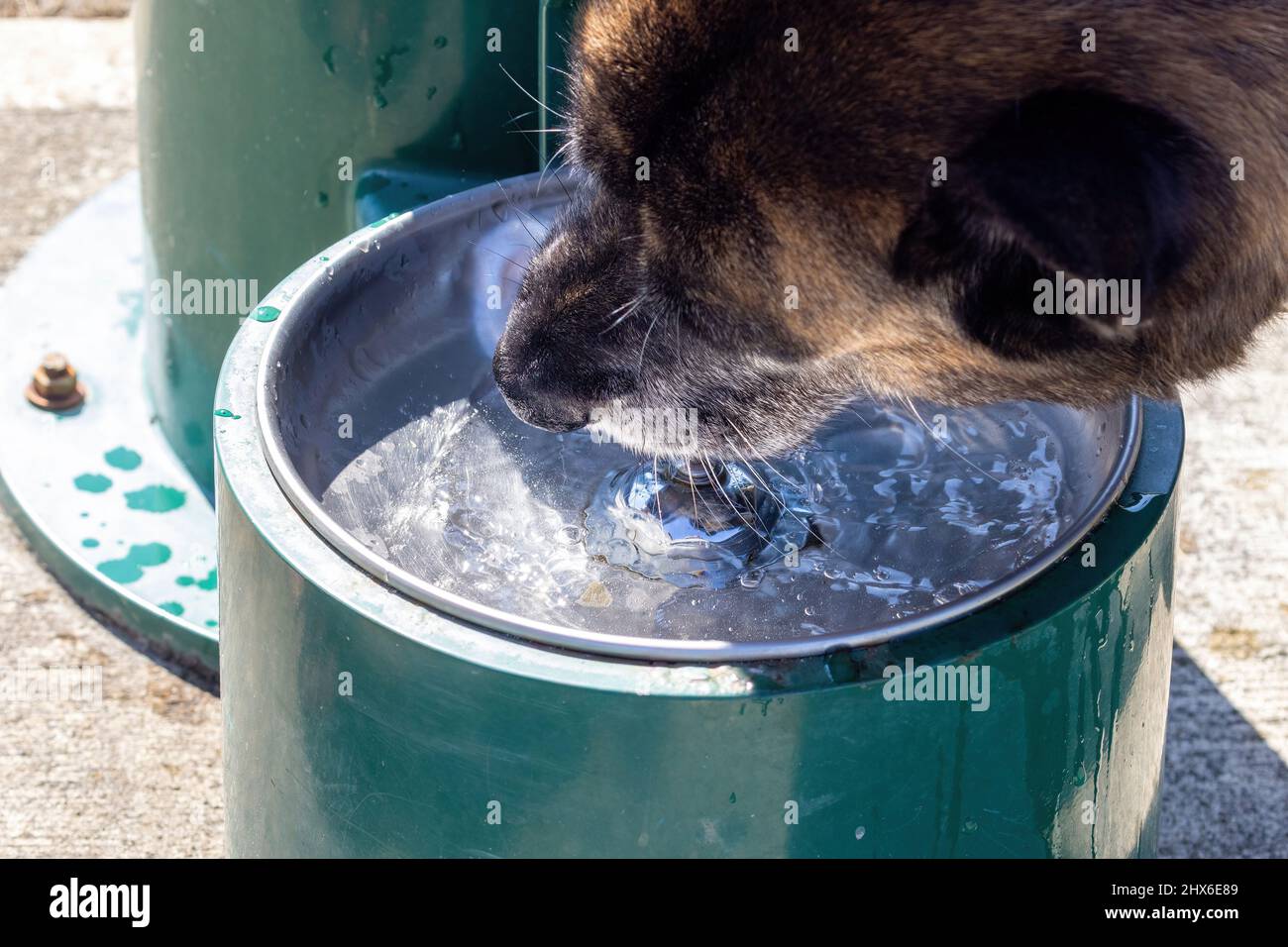 large dog drinking from a water fountain Stock Photo Alamy