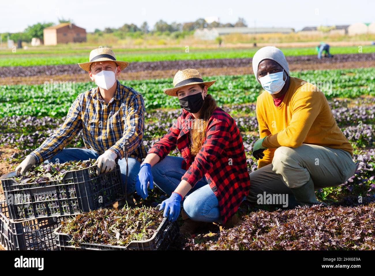 Group of farmers in protective face masks posing with freshly harvested ...