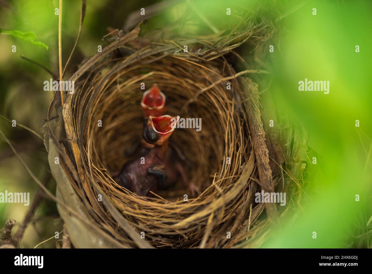 baby bird waiting for feeding a food in the nest on a tree branch Stock Photo Alamy