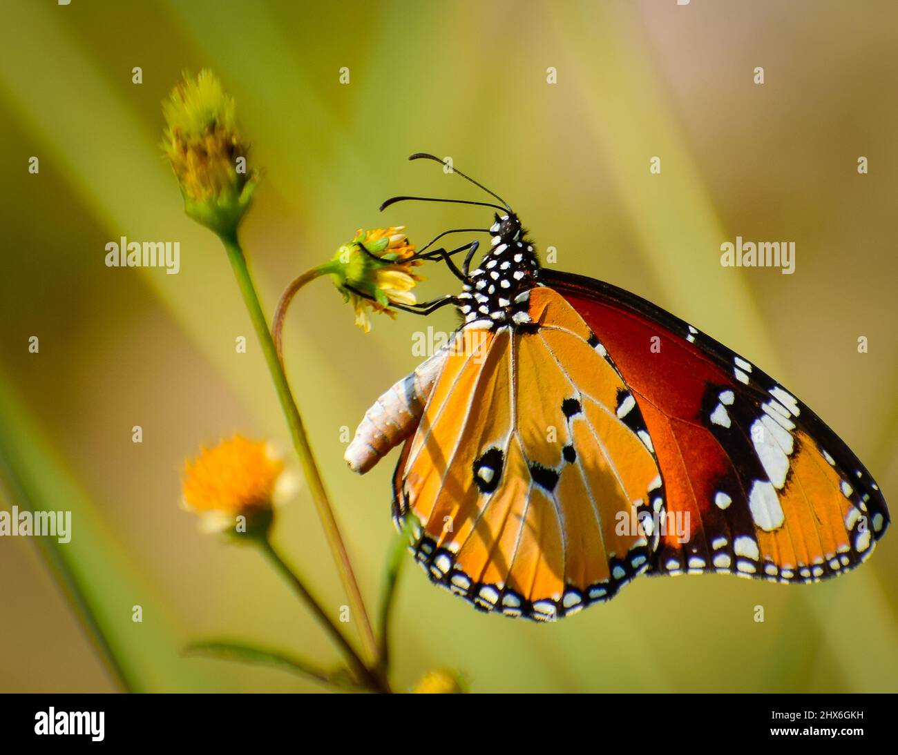 Gorgeous butterfly on flower . danaus chrysippus   plain tiger butterfly. Stock Photo
