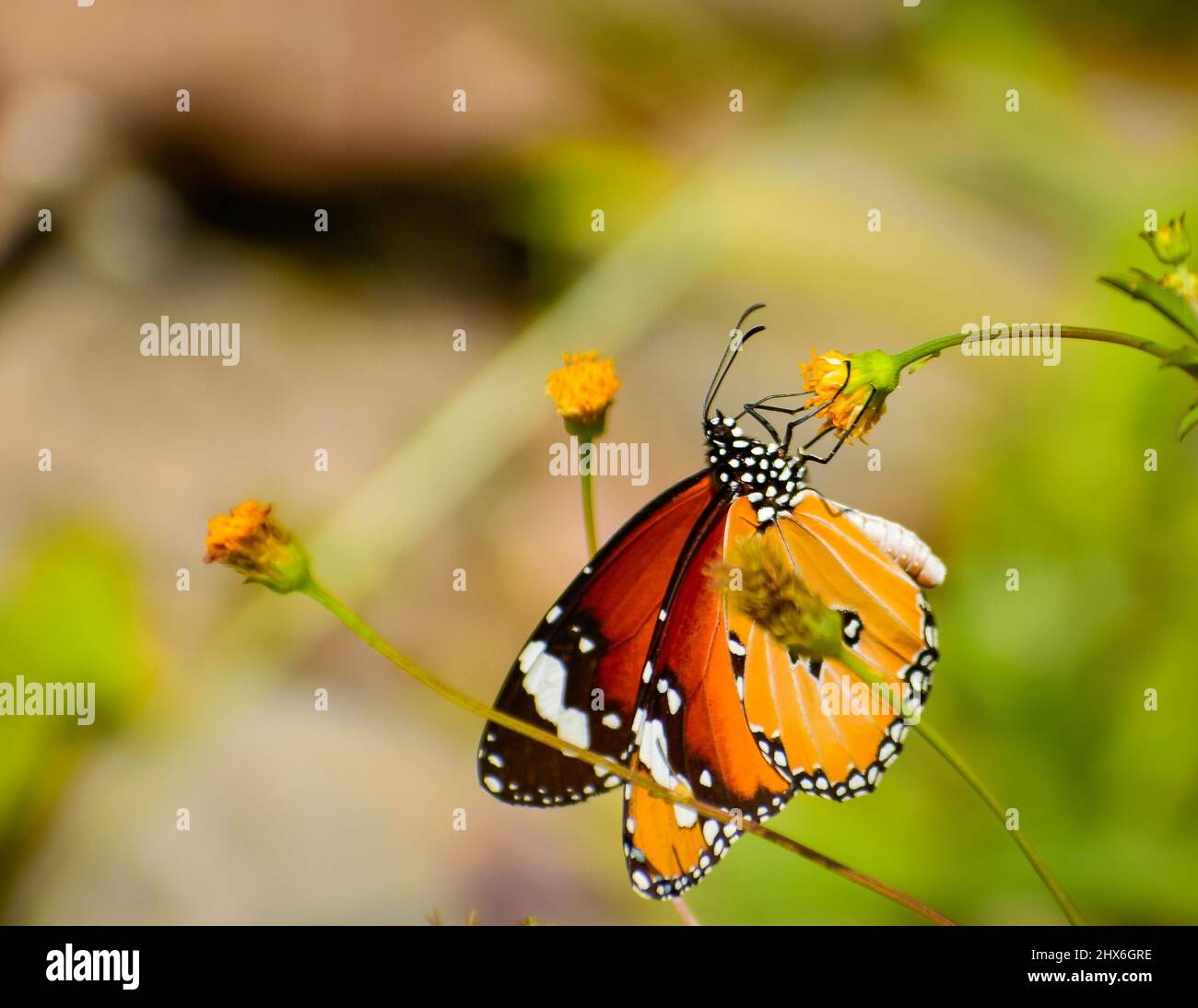 beautiful butterfly on flower . danaus chrysippus   plain tiger butterfly. Stock Photo