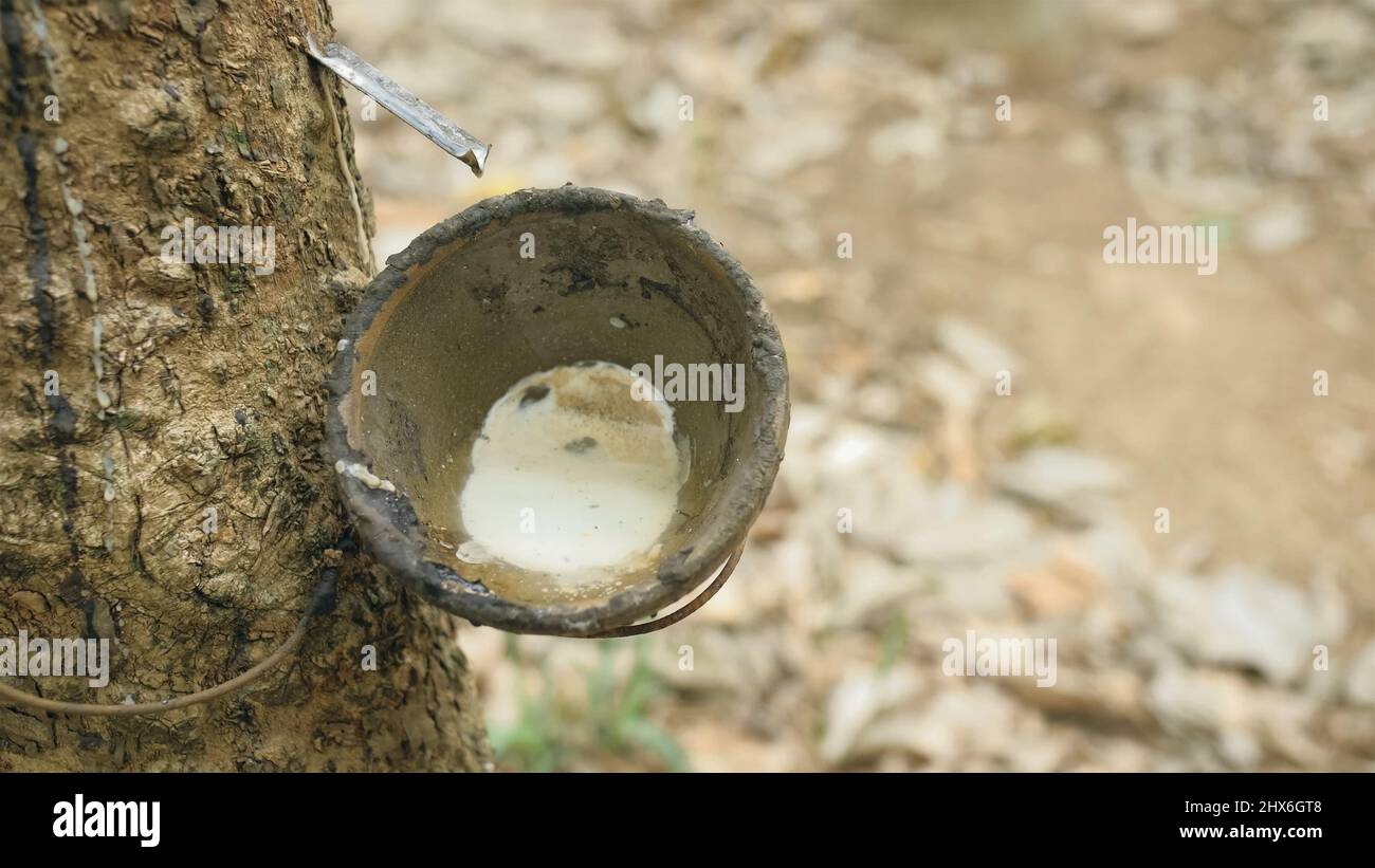Tree Milkissue Small wooden bowl fastened to rubber tree trunk to gather latex milk in ...