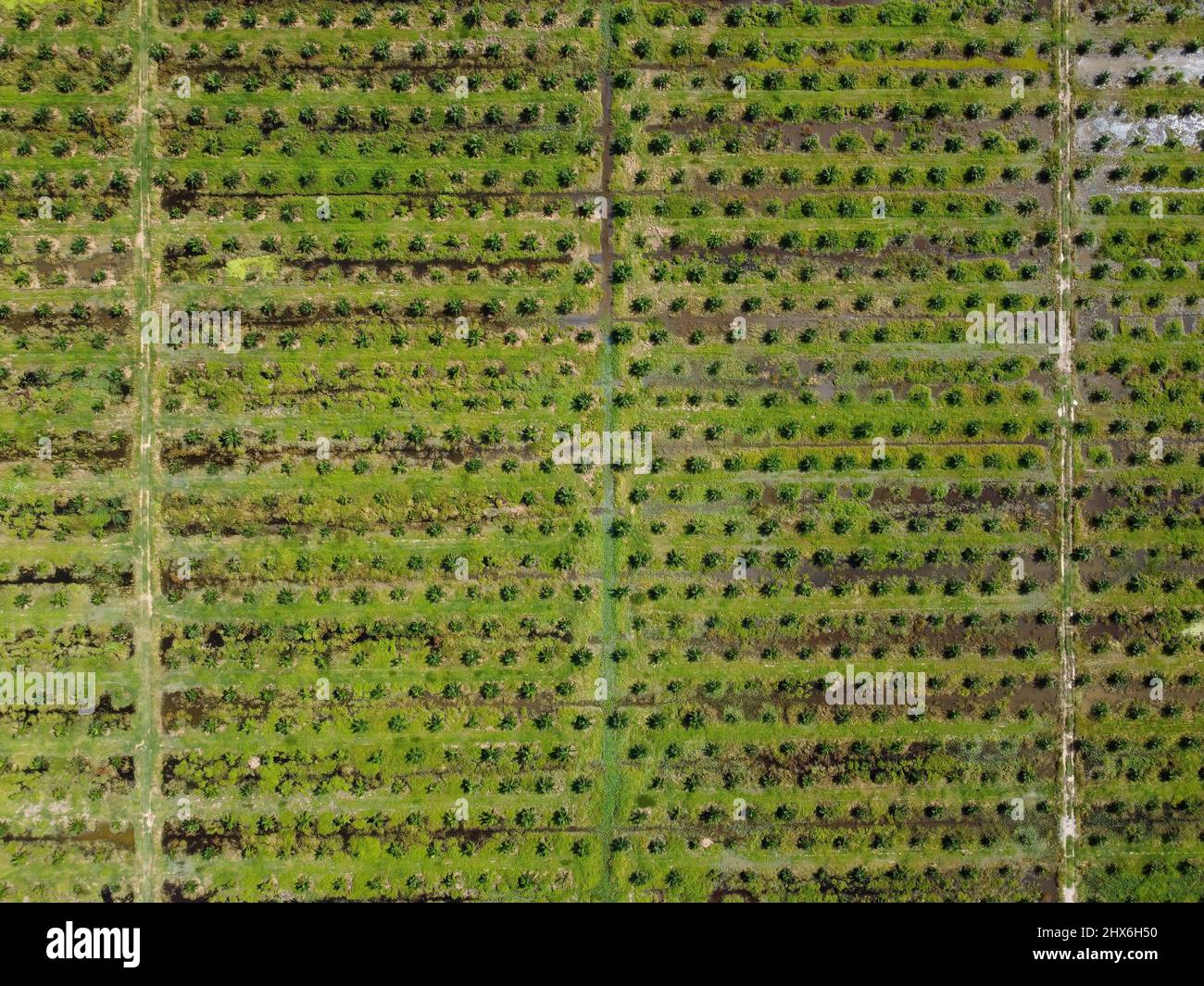 Aerial view of green young oil palm tree Stock Photo
