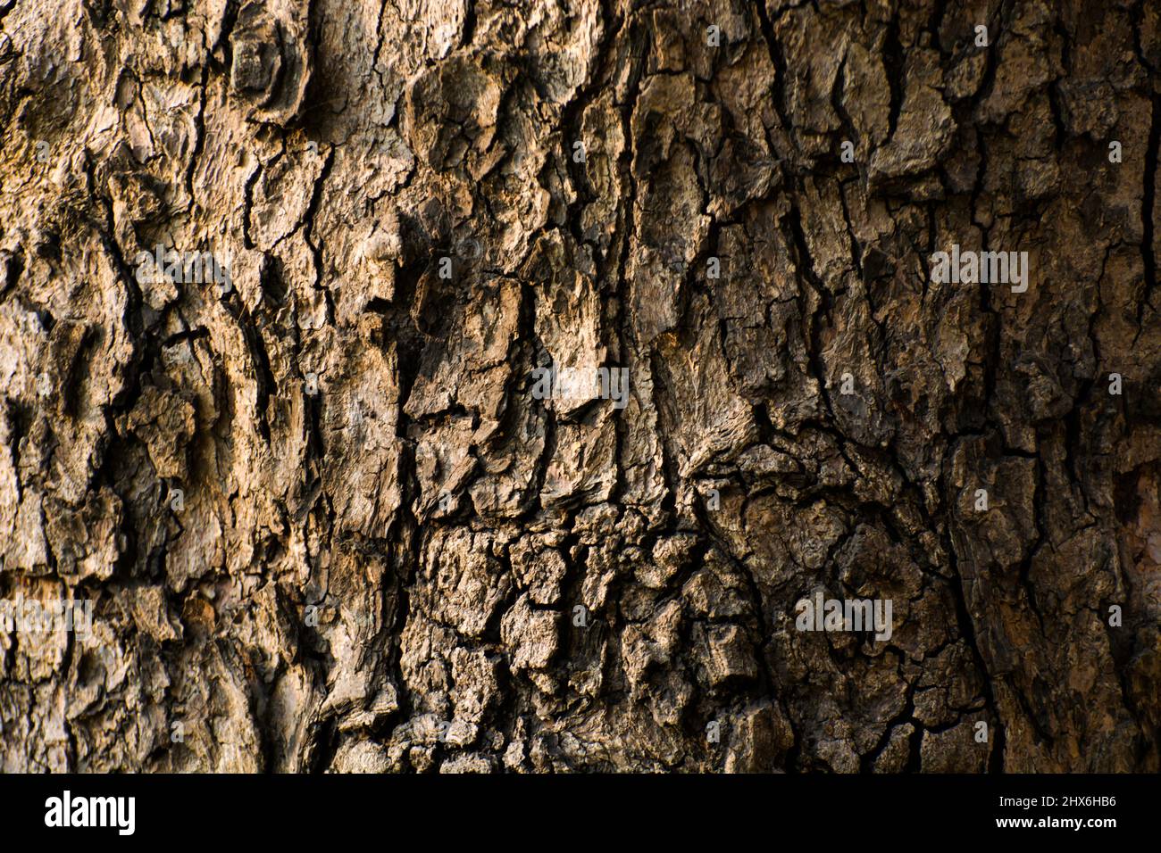Wooden rough textured background Stock Photo