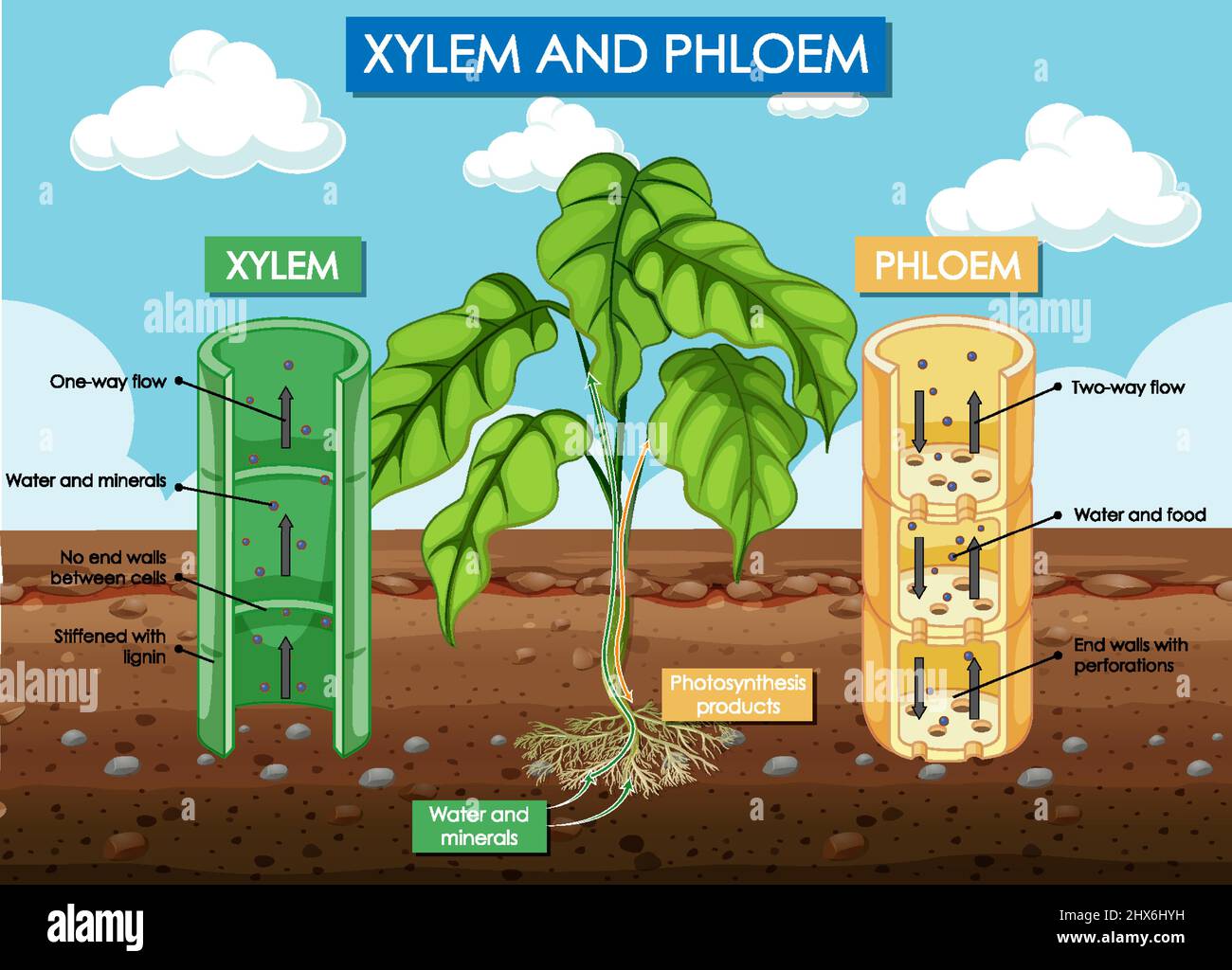 Diagram showing xylem and phloem plant illustration Stock Vector Image &  Art - Alamy