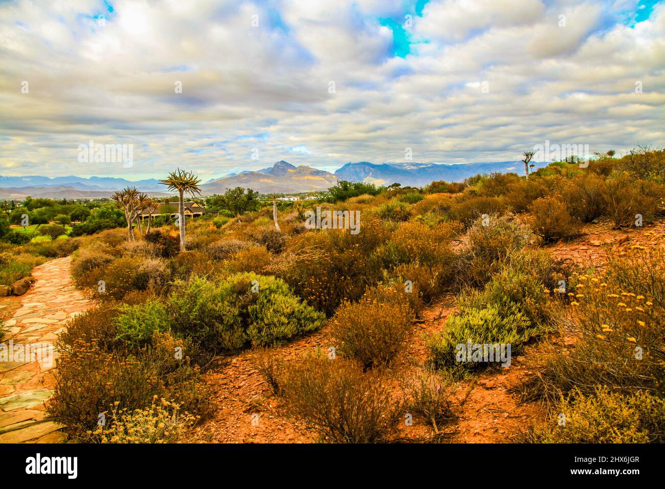 Karoo Desert Succulents, Aloes, and Quiver Trees Stock Photo