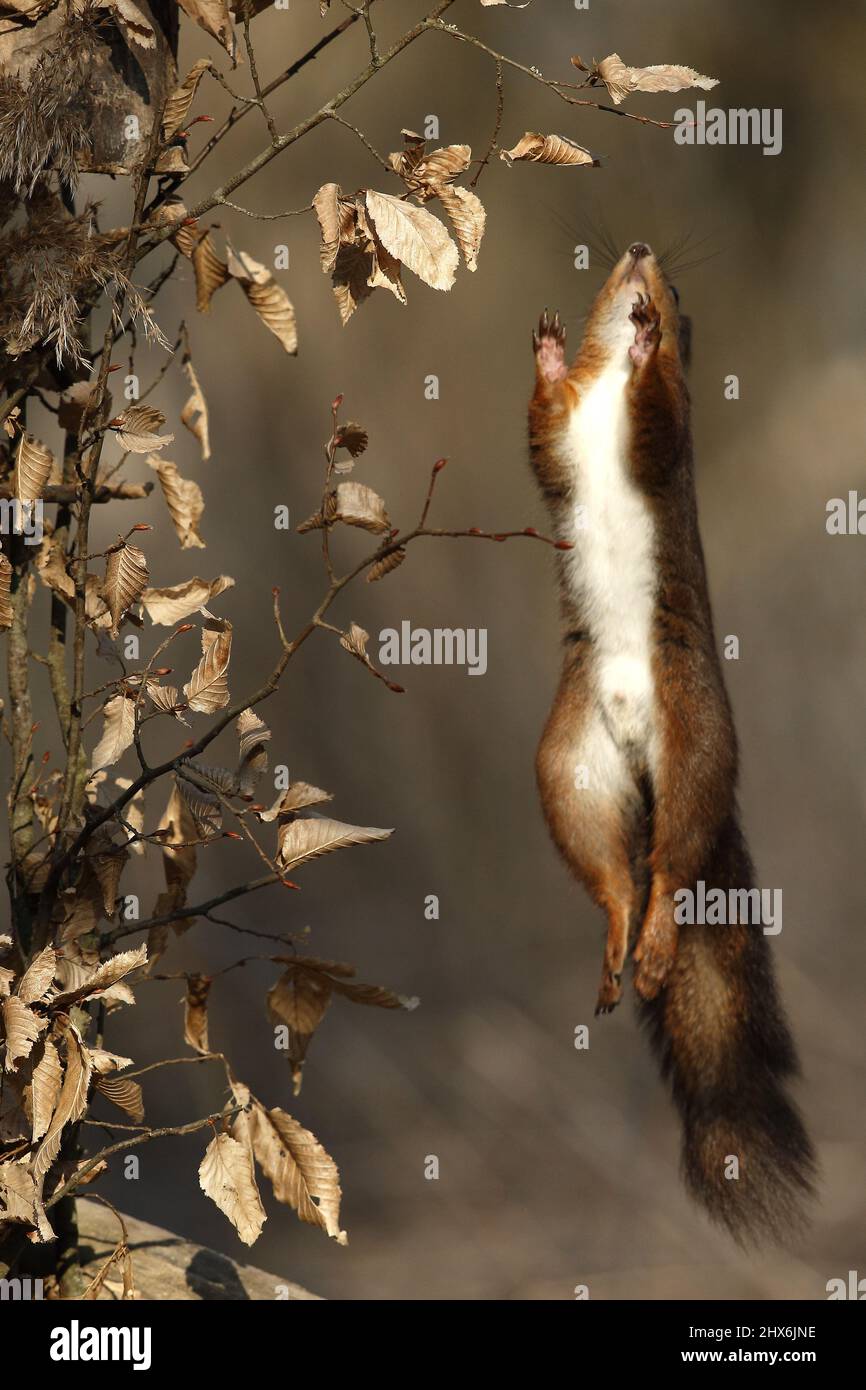 Jumping squirrel Stock Photo