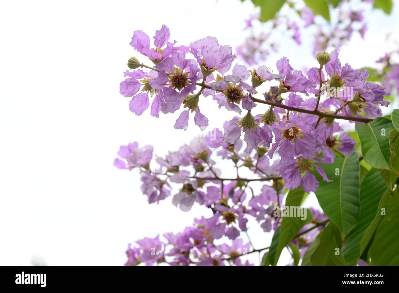 Lagerstroemia native to tropical southern Asia. It is a deciduous tree with bright pink to light purple flowers. Stock Photo