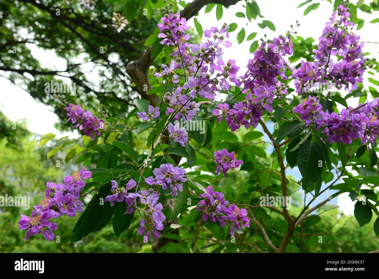 Lagerstroemia native to tropical southern Asia. It is a deciduous tree with bright pink to light purple flowers. Stock Photo