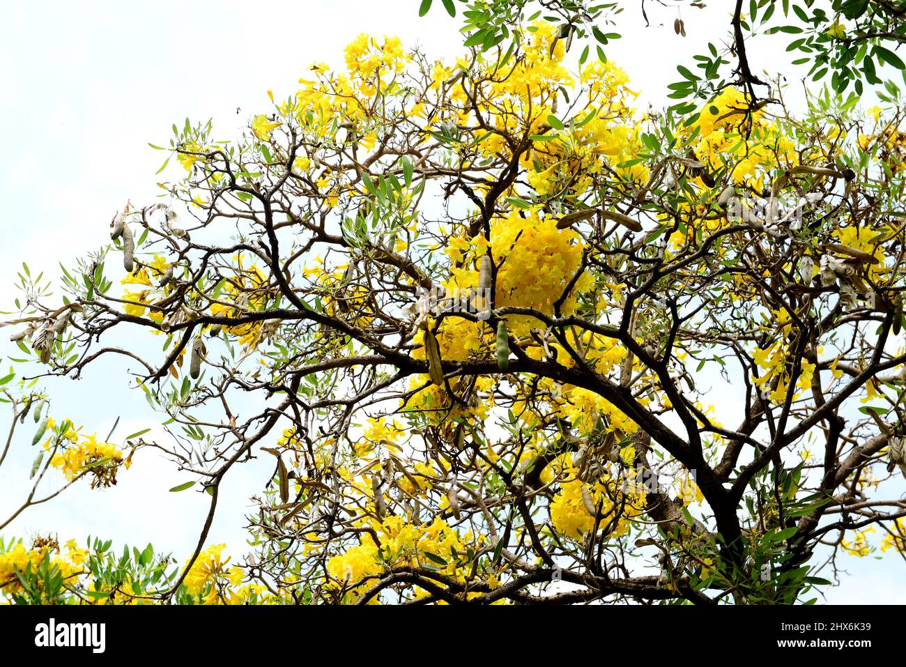 Paraguayan Silver Trumpet Tree, Silver Trumpet Tree, Tree of Gold or Tabebuia argentea Britton Stock Photo