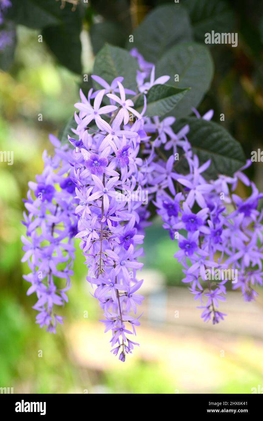 Sandpaper tree hires stock photography and images Alamy