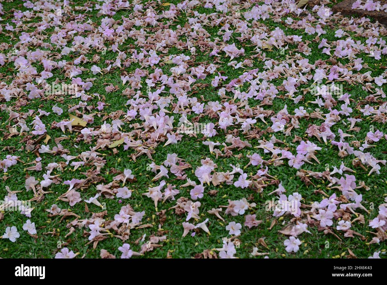 Tabebuia rosea flower on the grass Stock Photo