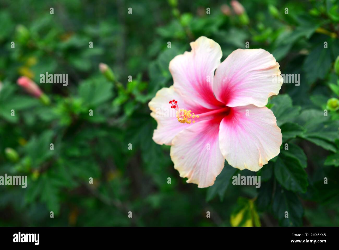 Shoe Flower, Hibiscus, Chinese rose or Hibiscus rosa sinensis Stock