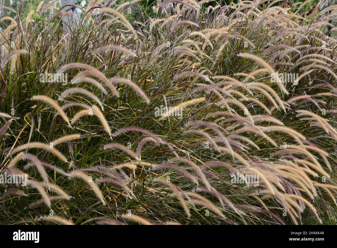 fountain grass is spectacular when backlit by the rising or setting sun. Named for its especially graceful spray of foliage, fountaingrass also sends Stock Photo