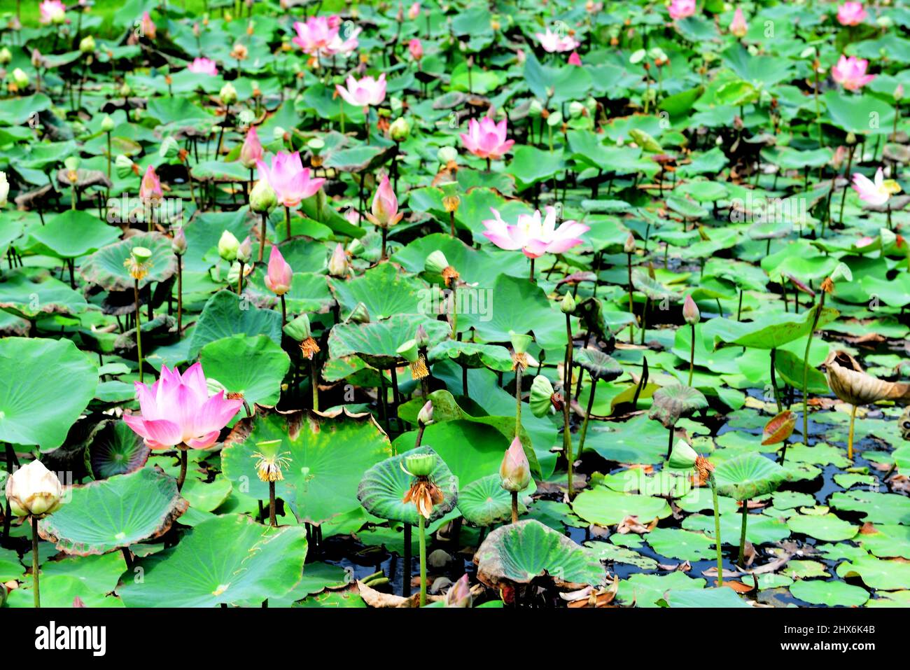 Lotus, Sacred lotus, Egyptian lotus or Nelumbo nucifera Gaertn Stock