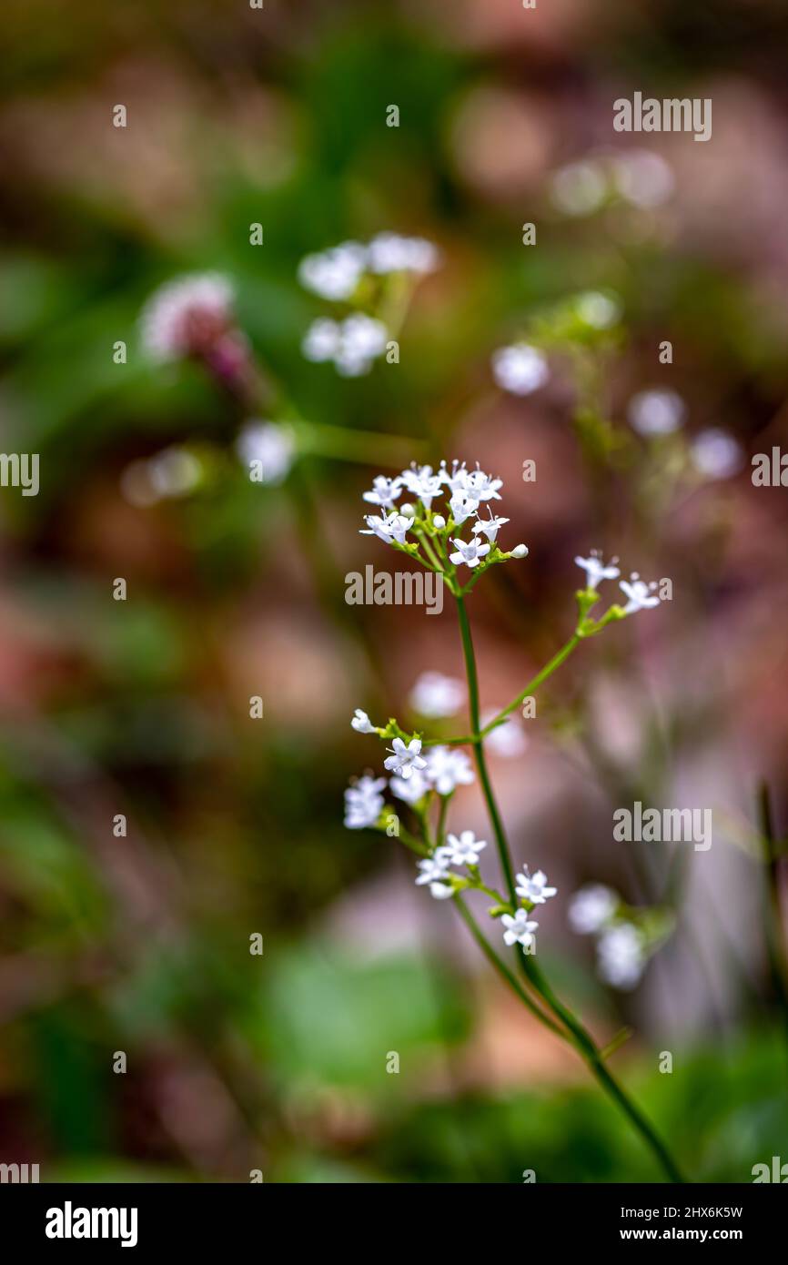 Valeriana saxatilis flower in mountains, close up shoot Stock Photo