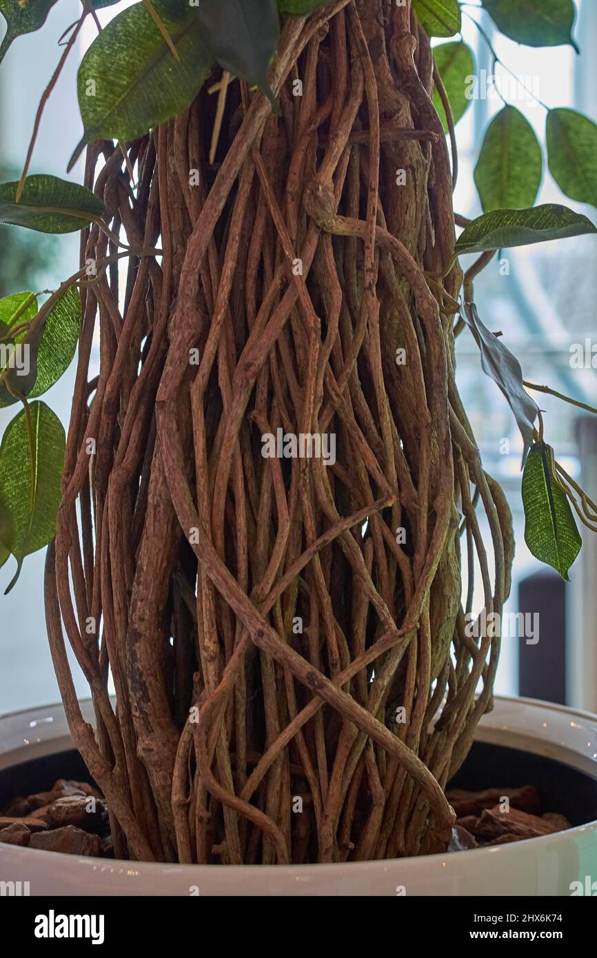 Intertwined trunks of tropical plants in close up Artificial potted