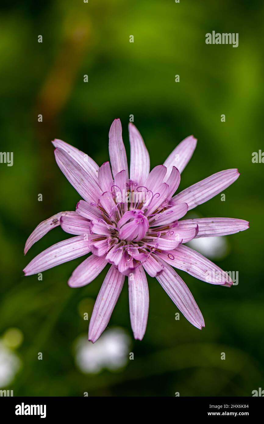 Scorzonera rosea flower in mountains, close up Stock Photo