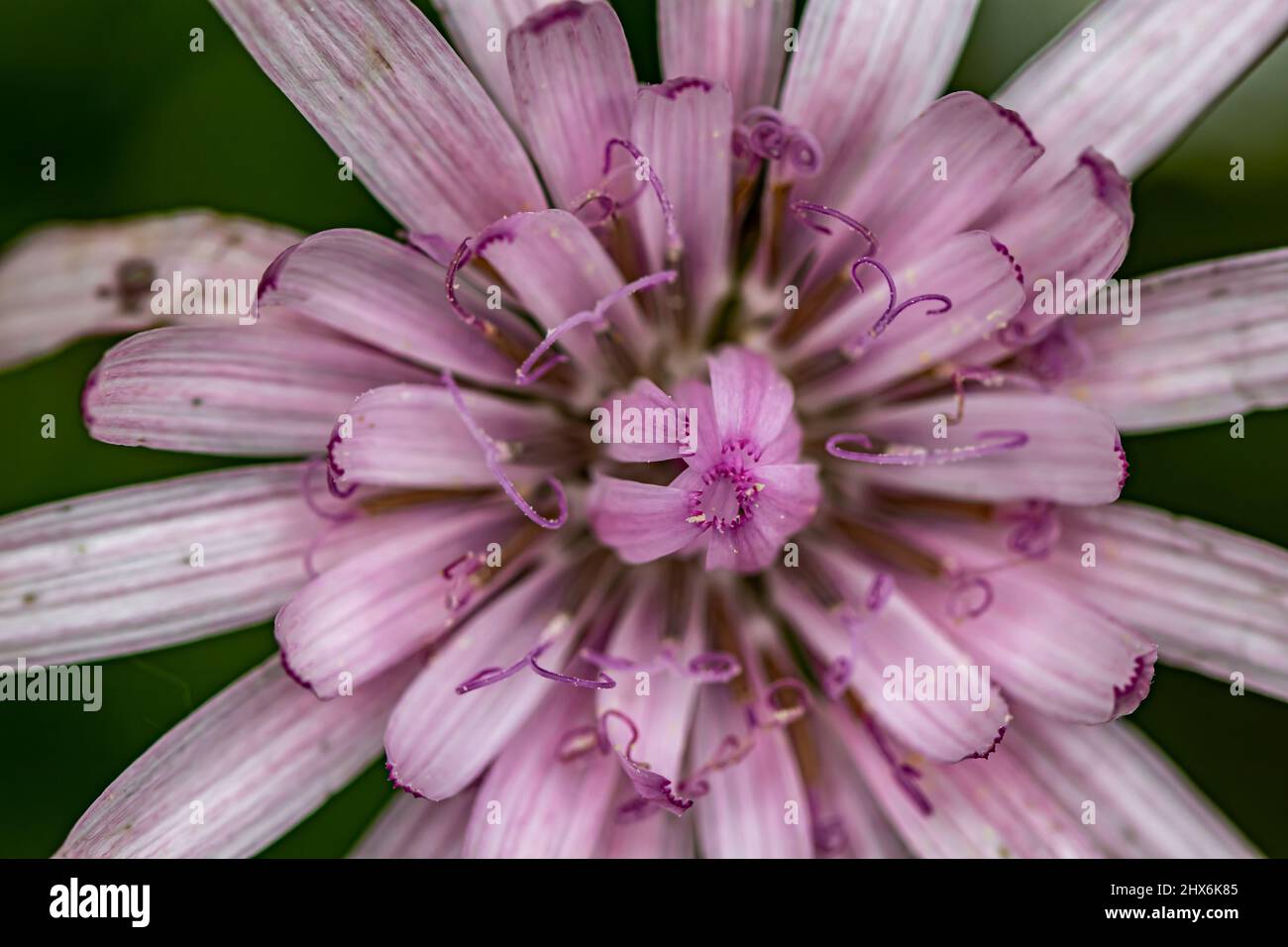 Scorzonera rosea flower growing in mountains, close up Stock Photo