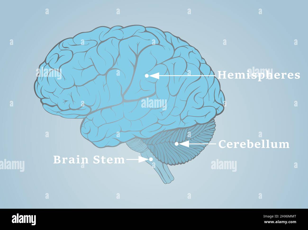 Human brain image with the structures indicated by the arrows Stock Photo