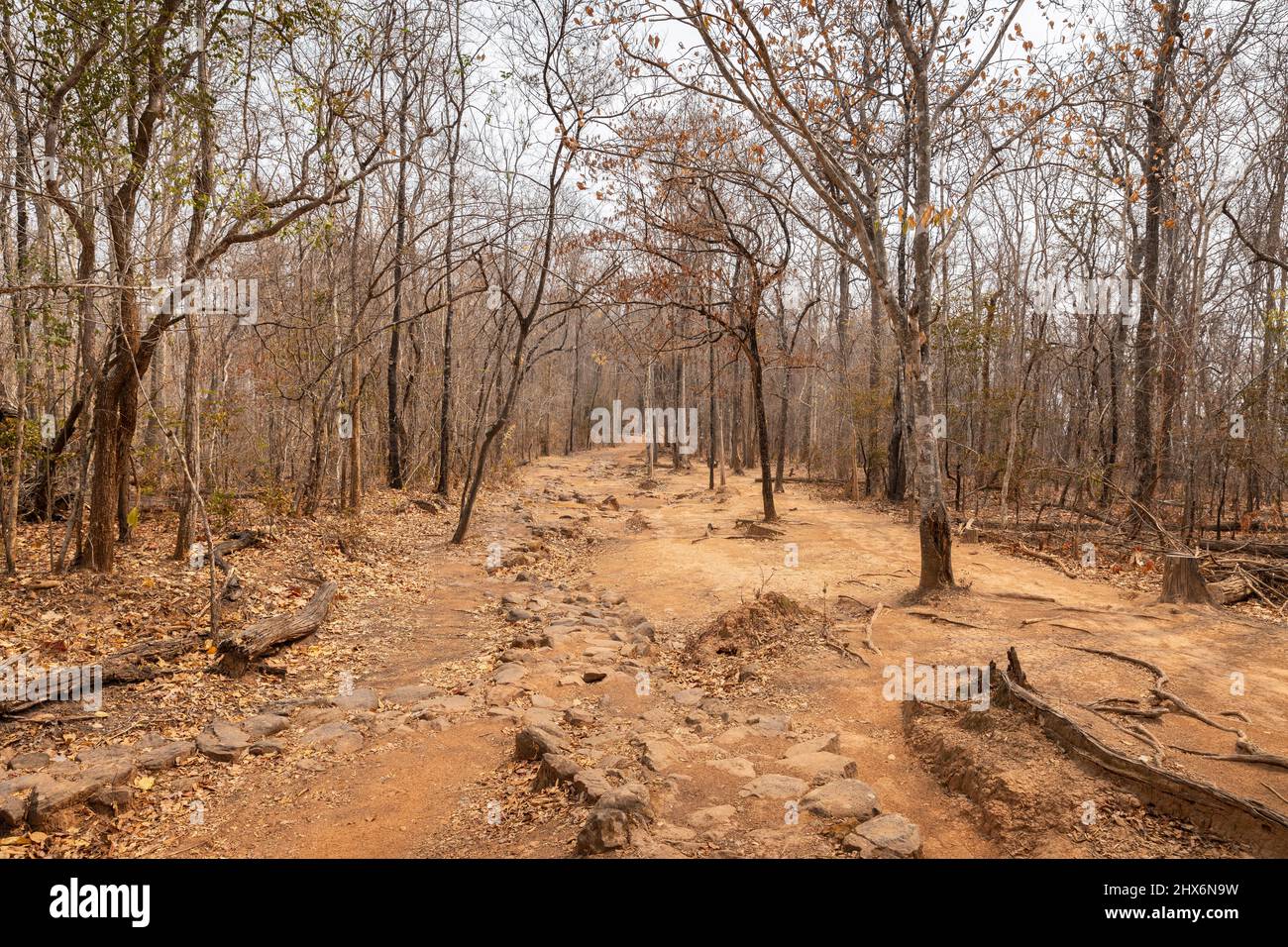 Drought landscape of tropical rainforest lack of rain in summer with high temperature, leafless tree and ground turn brown alongside forest pathway. Stock Photo