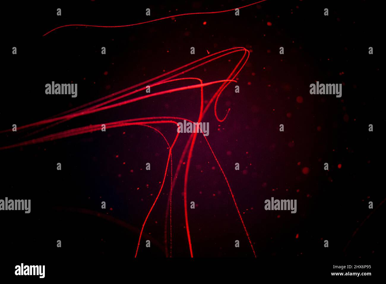 abstract red lines in black background. Low poly shape with dots and lines on dark Stock Photo