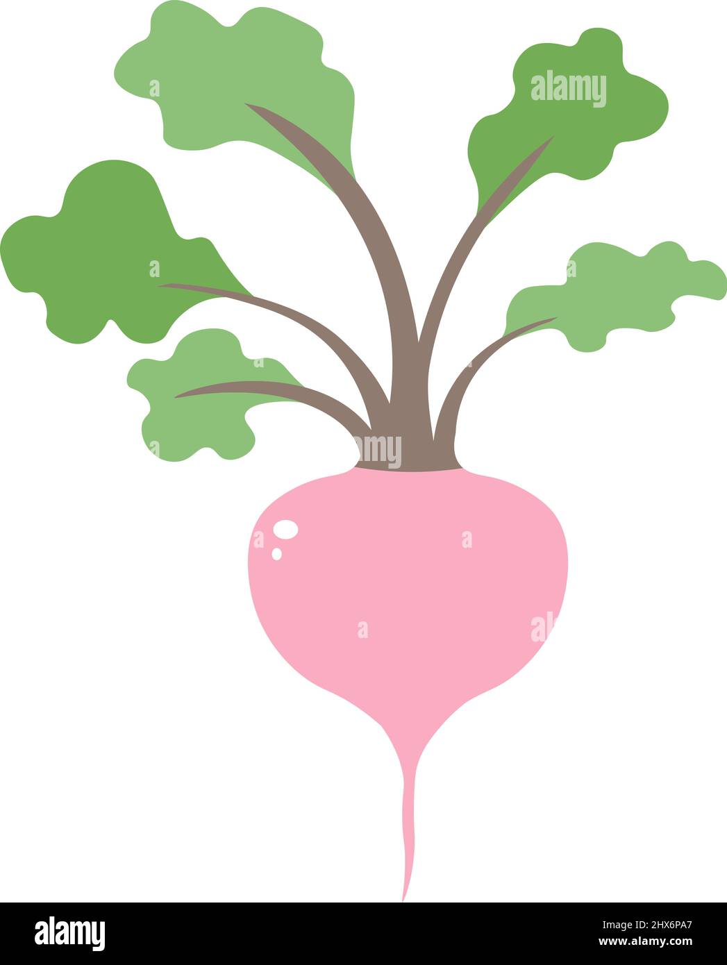 Beetroot with leaves, vegetable for cooking vector Stock Vector