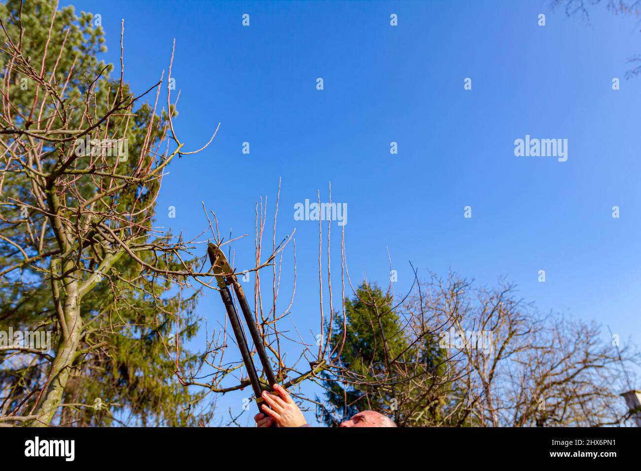 Farmer is pruning branches of fruit trees in orchard using long loppers