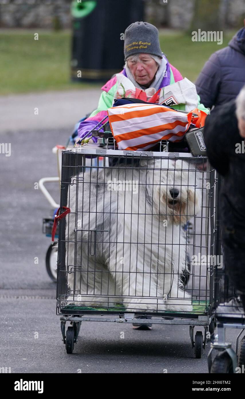 Old English sheepdogs are wheeled in a crate into the first day of the