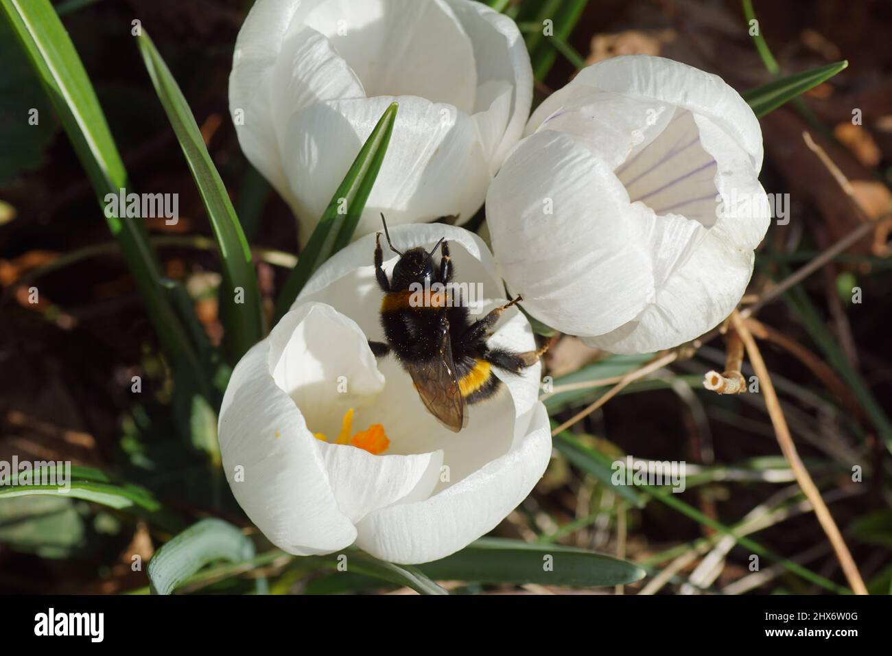 Queen, bumblebee species in the Bombus lucorum-complex, family Apidae on white flowers of crocus, family Iridaceae. Dutch garden. March, Late winter Stock Photo