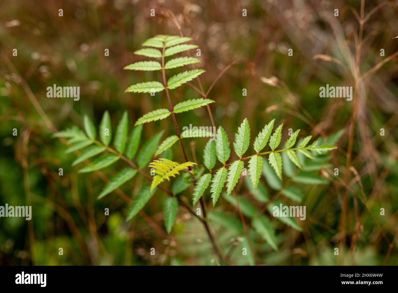 Young sapling of rowan (Sorbus aucuparia, also known as  mountain-ash) in a Forest. Stock Photo