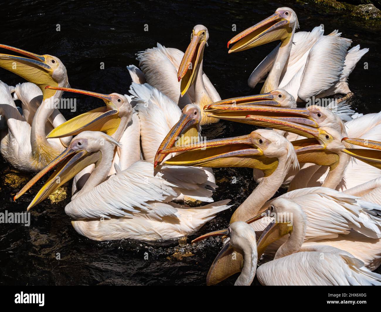 The Great White Pelican, Pelecanus onocrotalus also known as the rosy pelican is a bird in the